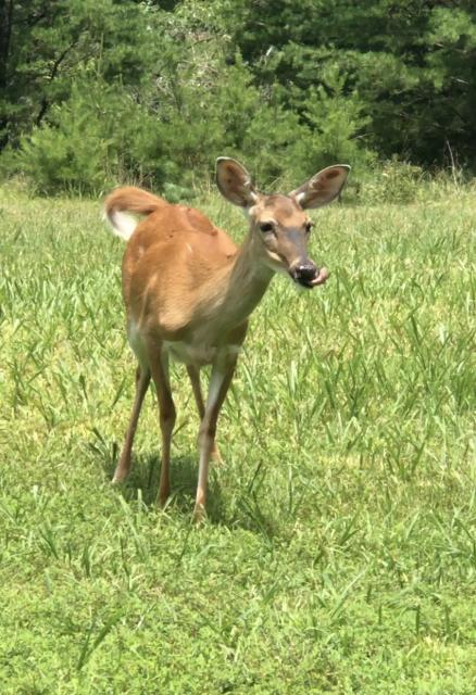 White-tailed+Deer (<I>Odocoileus virginianus</I>), South Mountains State Park, North Carolina, United States