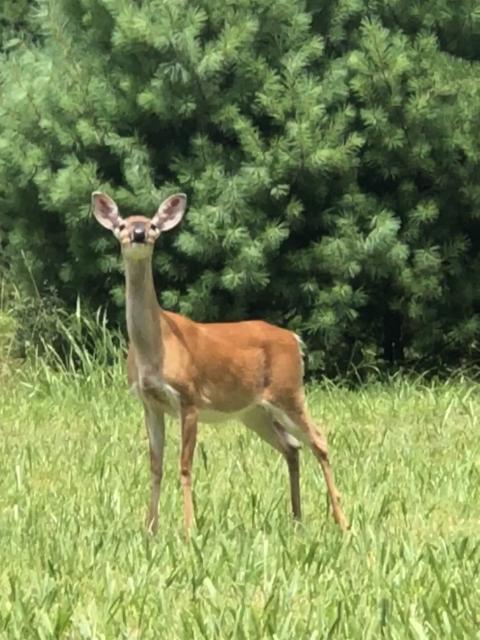 White-tailed+Deer (<I>Odocoileus virginianus</I>), South Mountains State Park, North Carolina, United States