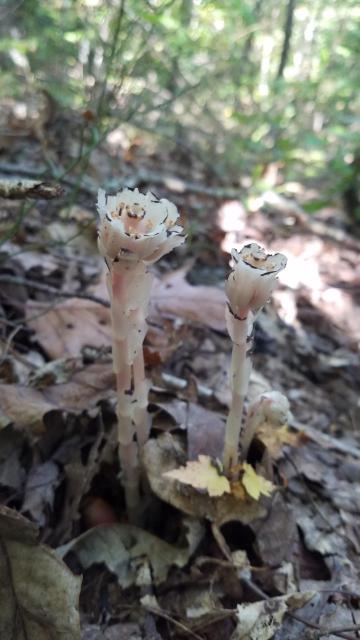 Indian-pipe (<I>Monotropa uniflora</I>), South Mountains State Park, North Carolina, United States