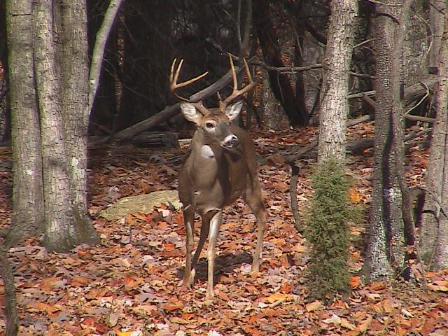 White-tailed+Deer (<I>Odocoileus virginianus</I>), Stone Mountain State Park, North Carolina, United States