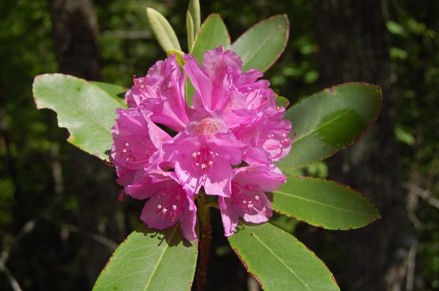 Catawba+Rhododendron (<I>Rhododendron catawbiense</I>), Stone Mountain State Park, North Carolina, United States