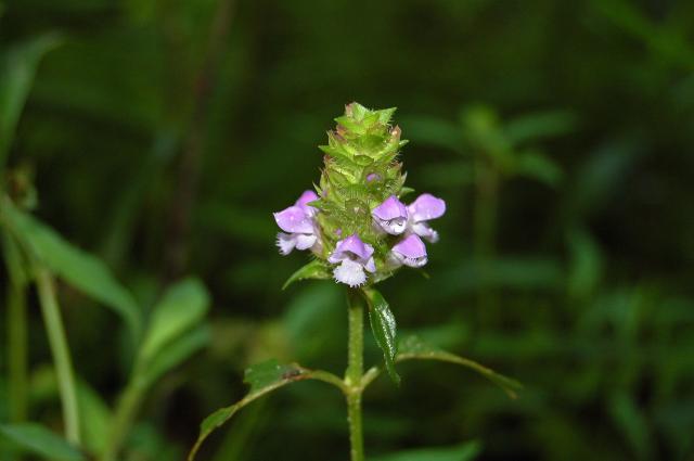 Self-heal (<I>Prunella vulgaris</I>), Stone Mountain State Park, North Carolina, United States