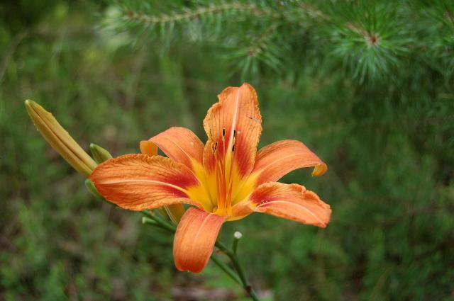 Orange+Daylily (<I>Hemerocallis fulva</I>), Stone Mountain State Park, North Carolina, United States