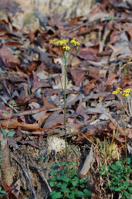 Golden+Ragwort (<I>Packera aurea</I>), Stone Mountain State Park, North Carolina, United States