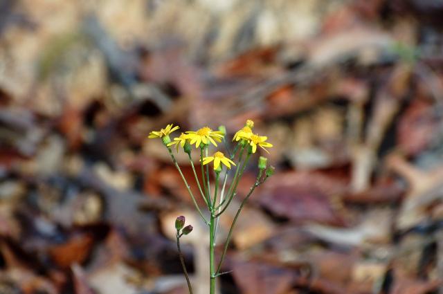 Golden+Ragwort (<I>Packera aurea</I>), Stone Mountain State Park, North Carolina, United States