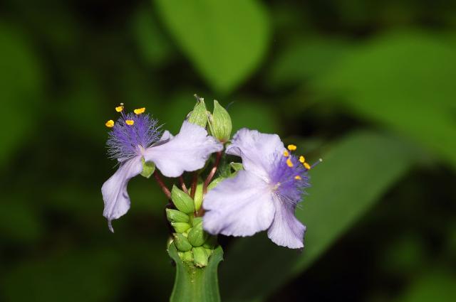 Ohio+Spiderwort (<I>Tradescantia ohiensis</I>), Stone Mountain State Park, North Carolina, United States
