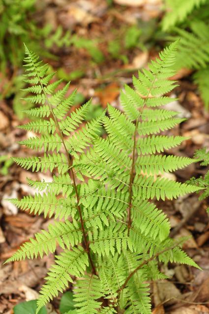 Southern+Lady+Fern (<I>Athyrium asplenioides</I>), Stone Mountain State Park, North Carolina, United States