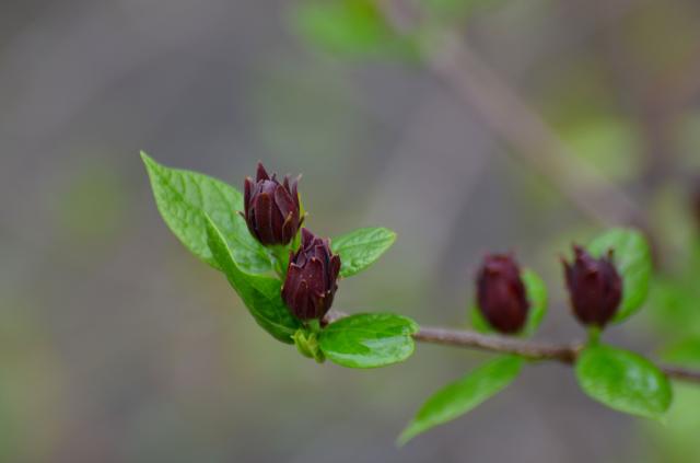 Sweet-shrub (<I>Calycanthus floridus</I>), Stone Mountain State Park, North Carolina, United States