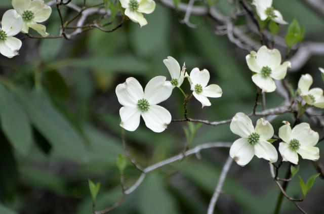 Flowering+Dogwood (<I>Cornus florida</I>), Stone Mountain State Park, North Carolina, United States
