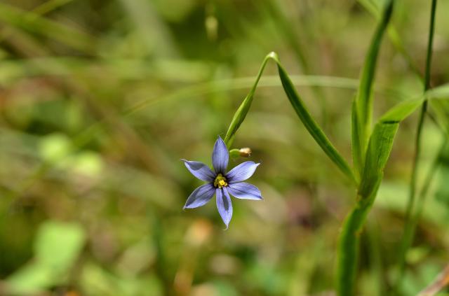 Pointed+Blue-eyed-grass (<I>Sisyrinchium angustifolium</I>), Stone Mountain State Park, North Carolina, United States