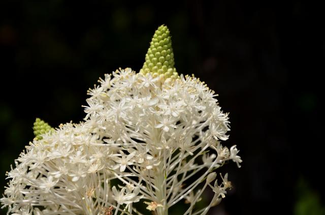 Beargrass%2C+Turkey+Beard (<I>Xerophyllum asphodeloides</I>), Stone Mountain State Park, North Carolina, United States