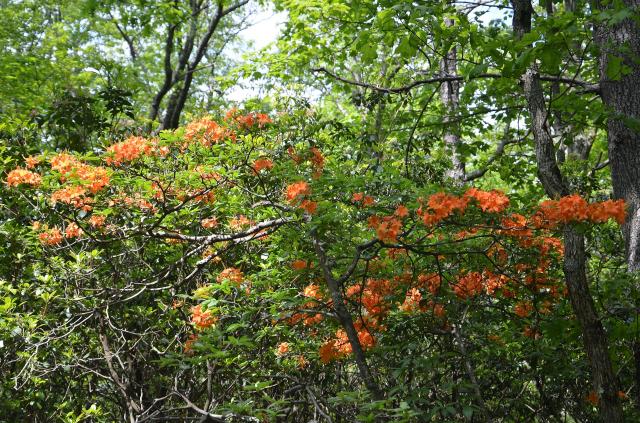 Flame+Azalea (<I>Rhododendron calendulaceum</I>), Stone Mountain State Park, North Carolina, United States