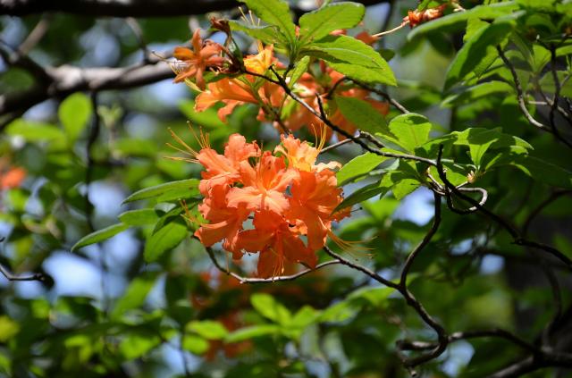 Flame+Azalea (<I>Rhododendron calendulaceum</I>), Stone Mountain State Park, North Carolina, United States