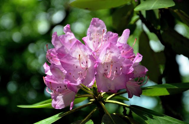 Catawba+Rhododendron (<I>Rhododendron catawbiense</I>), Stone Mountain State Park, North Carolina, United States