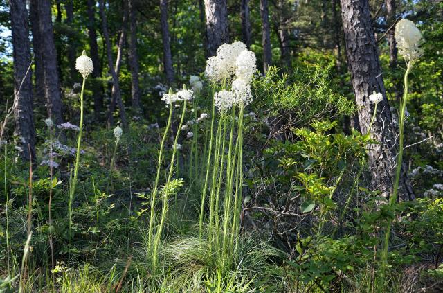 Beargrass%2C+Turkey+Beard (<I>Xerophyllum asphodeloides</I>), Stone Mountain State Park, North Carolina, United States