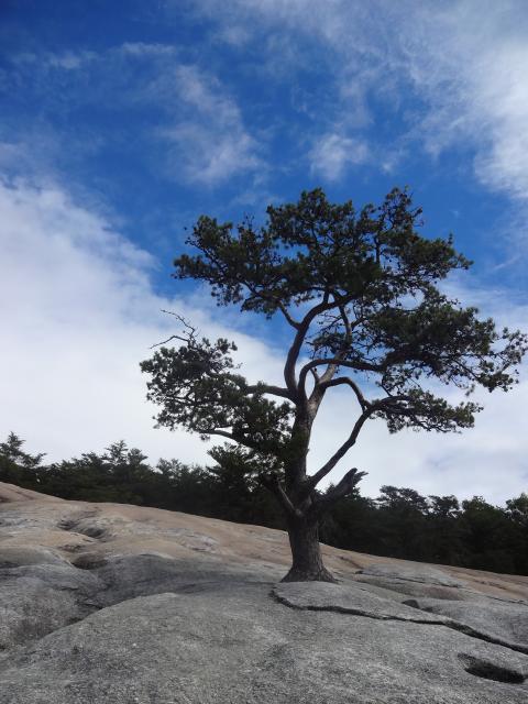 Virginia+Pine (<I>Pinus virginiana</I>), Stone Mountain State Park, North Carolina, United States