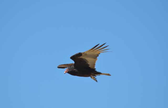Turkey+Vulture (<I>Cathartes aura</I>), Stone Mountain State Park, North Carolina, United States