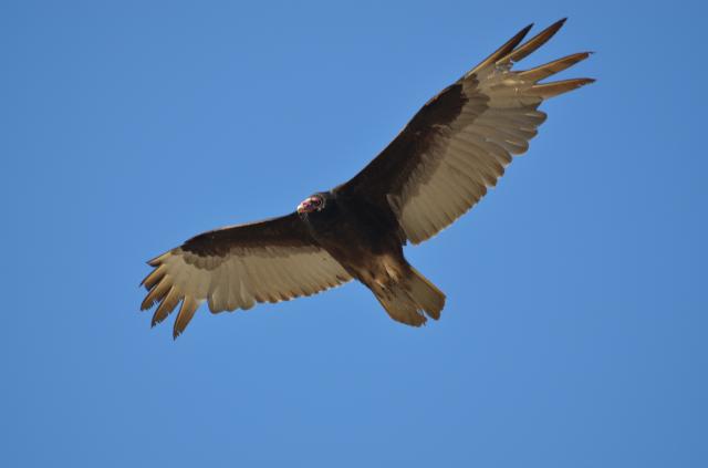 Turkey+Vulture (<I>Cathartes aura</I>), Stone Mountain State Park, North Carolina, United States
