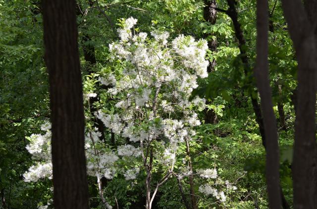 Fringe+Tree (<I>Chionanthus virginicus</I>), Stone Mountain State Park, North Carolina, United States