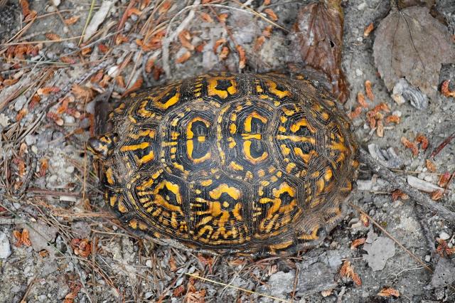 Eastern+Box+Turtle (<I>Terrapene carolina</I>), Stone Mountain State Park, North Carolina, United States
