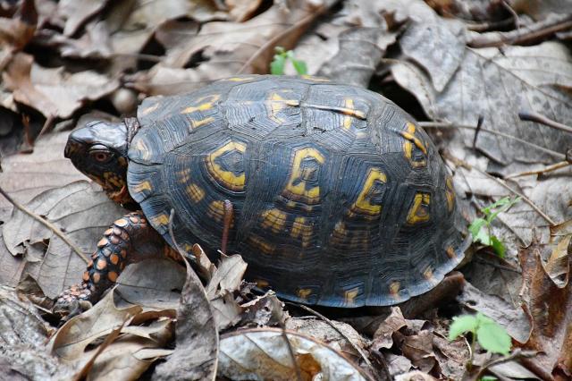 Eastern+Box+Turtle (<I>Terrapene carolina</I>), Stone Mountain State Park, North Carolina, United States