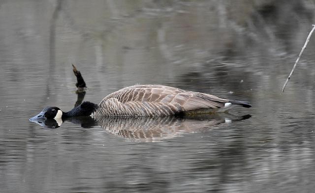 Canada+Goose (<I>Branta canadensis</I>), Stone Mountain State Park, North Carolina, United States