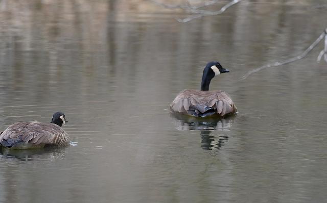 Canada+Goose (<I>Branta canadensis</I>), Stone Mountain State Park, North Carolina, United States