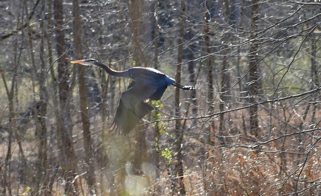 Great+Blue+Heron (<I>Ardea herodias</I>), Stone Mountain State Park, North Carolina, United States