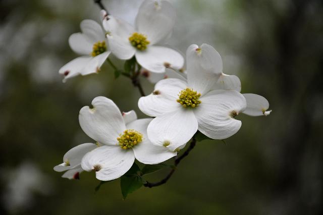 Flowering+Dogwood (<I>Cornus florida</I>), Stone Mountain State Park, North Carolina, United States