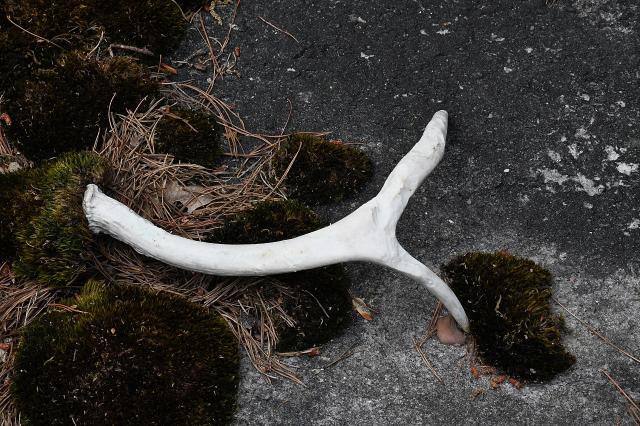 White-tailed+Deer (<I>Odocoileus virginianus</I>), Stone Mountain State Park, North Carolina, United States