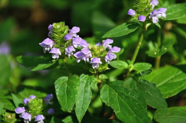 Self-heal (<I>Prunella vulgaris</I>), Stone Mountain State Park, North Carolina, United States