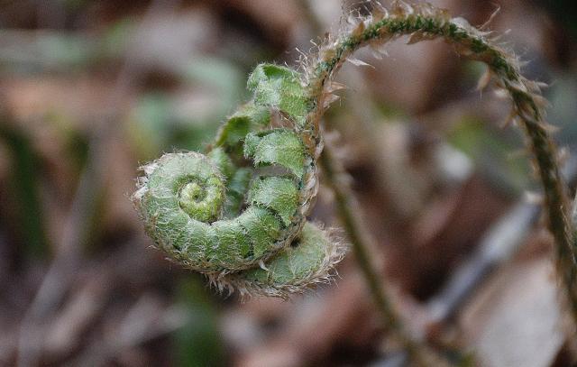 Christmas+Fern (<I>Polystichum acrostichoides</I>), Stone Mountain State Park, North Carolina, United States