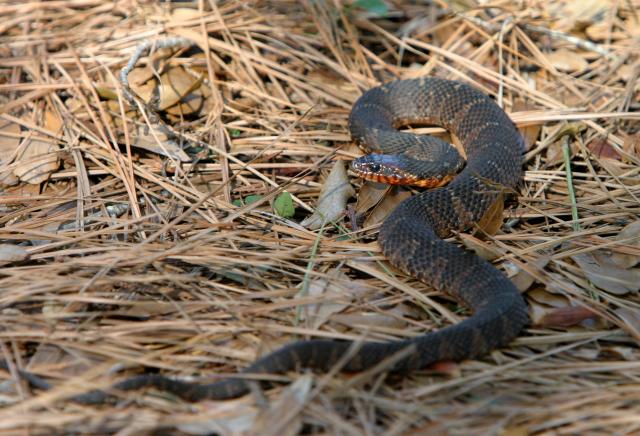 Banded+Water+Snake (<I>Nerodia fasciata</I>), Theodore Roosevelt State Natural Area, North Carolina, United States