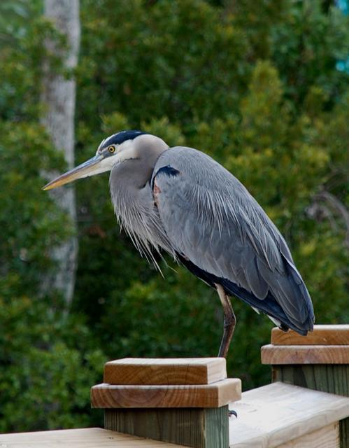 Great+Blue+Heron (<I>Ardea herodias</I>), Theodore Roosevelt State Natural Area, North Carolina, United States