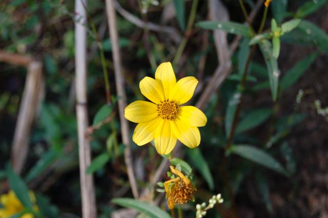 Smooth+Bur-marigold (<I>Bidens laevis</I>), Theodore Roosevelt State Natural Area, North Carolina, United States