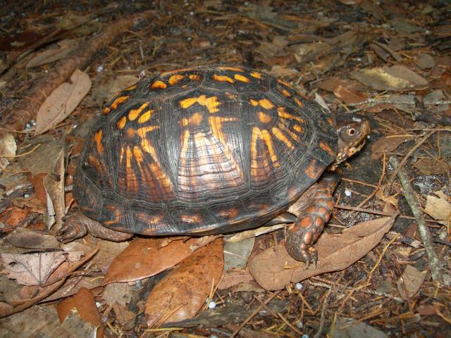 Eastern+Box+Turtle (<I>Terrapene carolina</I>), Theodore Roosevelt State Natural Area, North Carolina, United States
