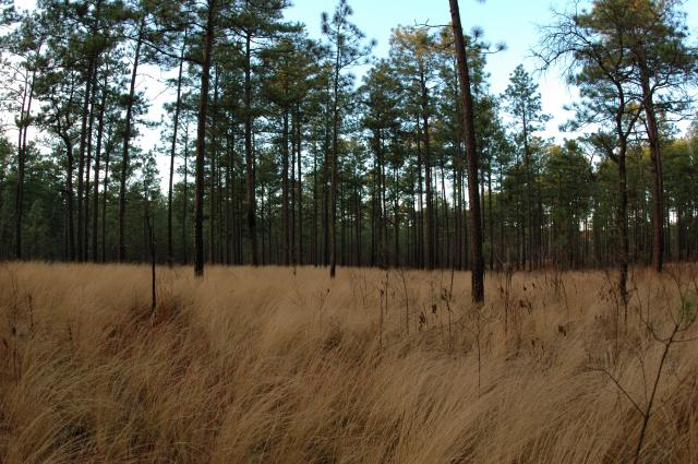  (<I></I>), Weymouth Woods-Sandhills Nature Preserve, North Carolina, United States