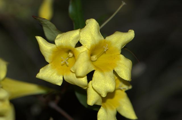 Yellow+Jessamine (<I>Gelsemium sempervirens</I>), Weymouth Woods-Sandhills Nature Preserve, North Carolina, United States