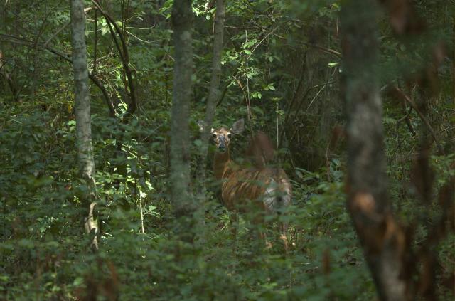 White-tailed+Deer (<I>Odocoileus virginianus</I>), Weymouth Woods-Sandhills Nature Preserve, North Carolina, United States