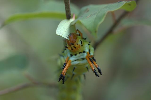Royal+Walnut+Moth (<I>Citheronia regalis</I>), Weymouth Woods-Sandhills Nature Preserve, North Carolina, United States