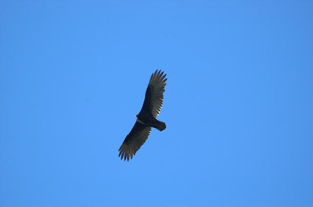 Turkey+Vulture (<I>Cathartes aura</I>), Weymouth Woods-Sandhills Nature Preserve, North Carolina, United States
