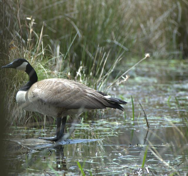 Canada+Goose (<I>Branta canadensis</I>), Weymouth Woods-Sandhills Nature Preserve, North Carolina, United States