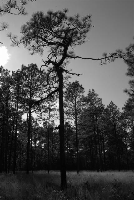 Long-leaf+Pine (<I>Pinus palustris</I>), Weymouth Woods-Sandhills Nature Preserve, North Carolina, United States