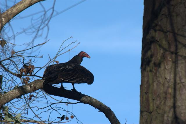 Turkey+Vulture (<I>Cathartes aura</I>), Weymouth Woods-Sandhills Nature Preserve, North Carolina, United States