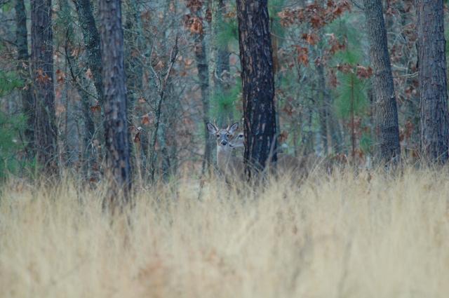 White-tailed+Deer (<I>Odocoileus virginianus</I>), Weymouth Woods-Sandhills Nature Preserve, North Carolina, United States