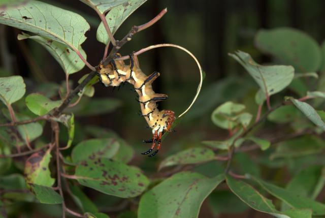 Royal+Walnut+Moth (<I>Citheronia regalis</I>), Weymouth Woods-Sandhills Nature Preserve, North Carolina, United States