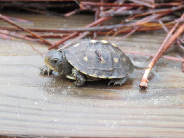 Eastern+Box+Turtle (<I>Terrapene carolina</I>), Weymouth Woods-Sandhills Nature Preserve, North Carolina, United States