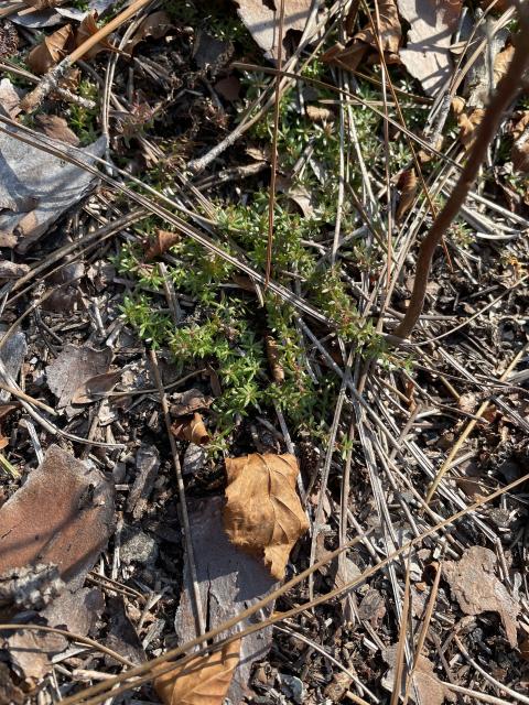 Sandhills+Pyxie-moss%2C+Wells%27s+Pyxie-moss%2C+Little+Pyxie (<I>Pyxidanthera brevifolia</I>), Weymouth Woods-Sandhills Nature Preserve, North Carolina, United States