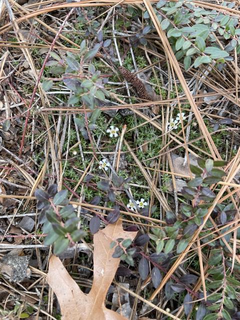 Sandhills+Pyxie-moss%2C+Wells%27s+Pyxie-moss%2C+Little+Pyxie (<I>Pyxidanthera brevifolia</I>), Weymouth Woods-Sandhills Nature Preserve, North Carolina, United States