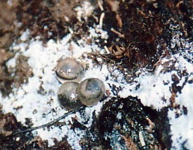 Marbled+Salamander (<I>Ambystoma opacum</I>), William B. Umstead State Park, North Carolina, United States